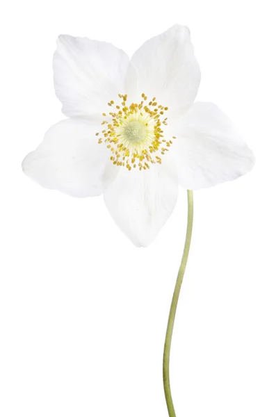 Красива ніжна квітка ізольована на білому тлі — стокове фото
