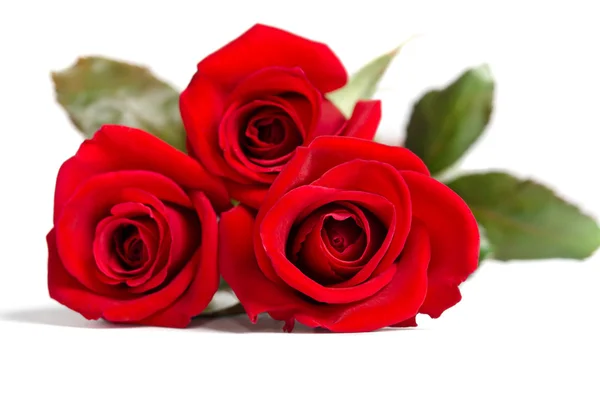 Hermosas tres rosas rojas aisladas sobre fondo blanco — Foto de Stock