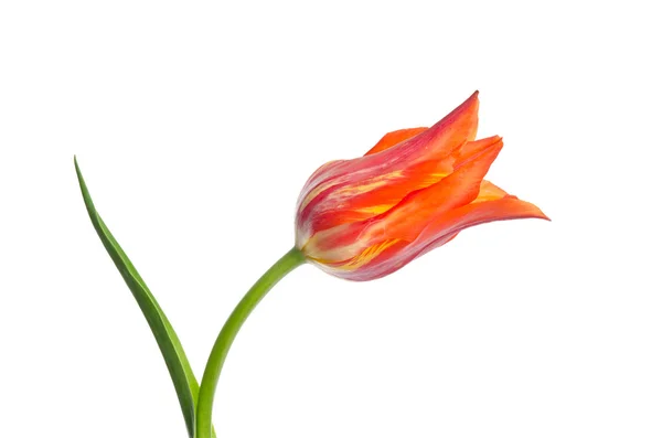 Piękny czerwony tulipan na białym tle — Zdjęcie stockowe