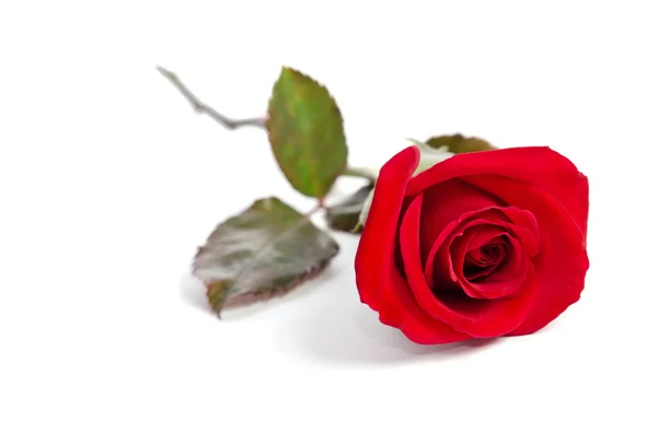 Hermosa rosa roja aislada sobre fondo blanco — Foto de Stock