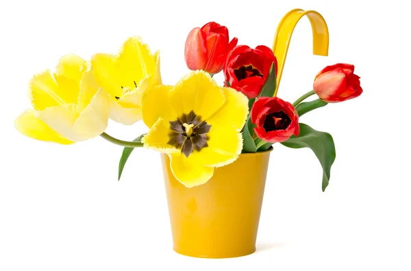 Tulipanes coloridos en maceta amarilla aislados sobre fondo blanco —  Fotos de Stock