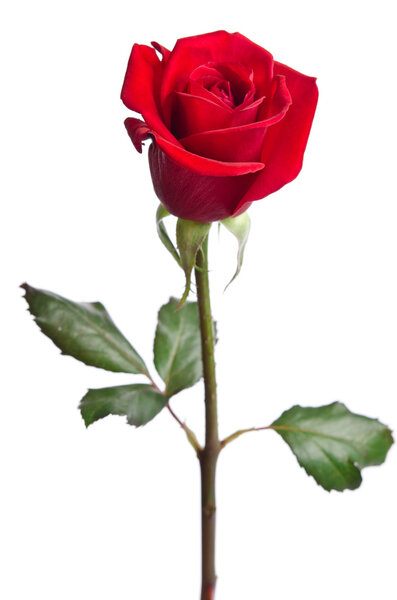 beautiful red rose isolated on white background