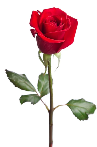 Hermosa rosa roja aislada sobre fondo blanco Imagen De Stock