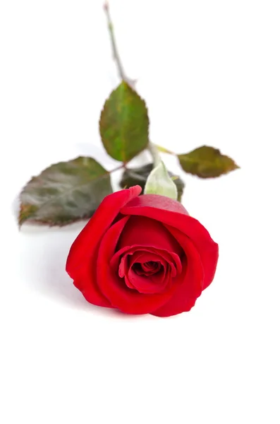 Hermosa rosa roja aislada sobre fondo blanco — Foto de Stock
