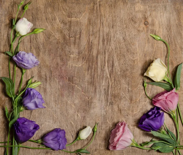 Güzel eustoma çiçek — Stok fotoğraf