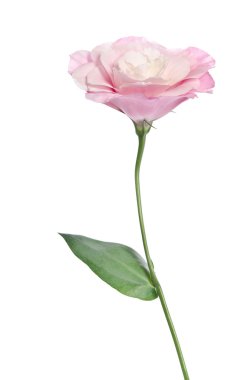 güzel eustoma çiçek