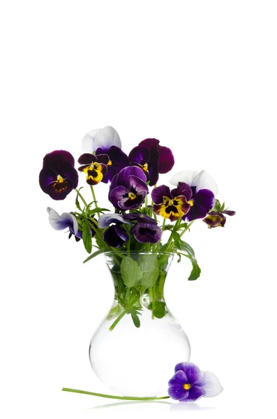 Beautiful pansies in transparent vase isolated on white backgrou — Stock Photo, Image