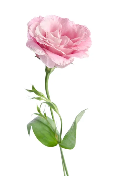 Красиву квітку Eustoma — стокове фото