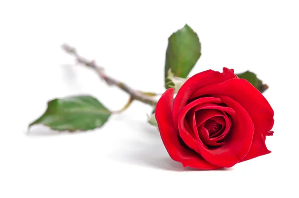Mooie rode roos geïsoleerd op witte achtergrond — Stockfoto