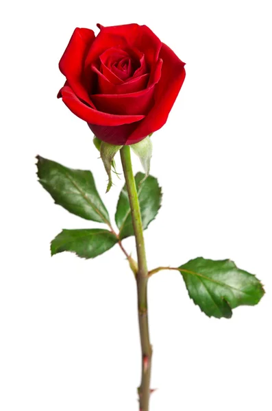 Hermosa rosa roja aislada sobre fondo blanco — Foto de Stock