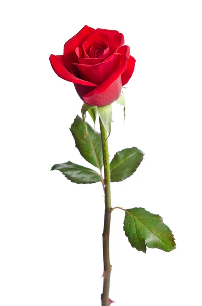 Hermosa rosa roja aislada sobre fondo blanco — Foto de Stock