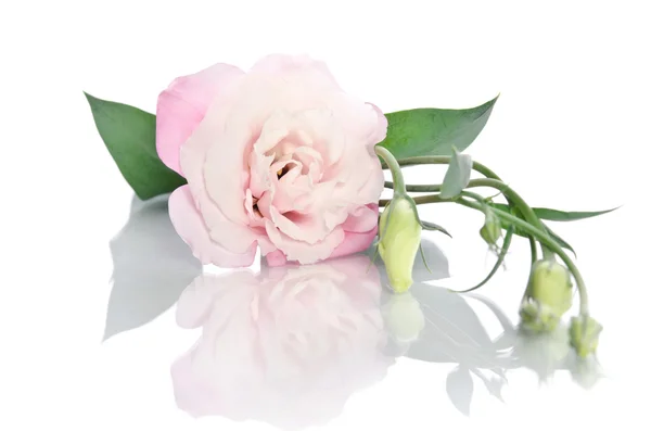 Schöne Eustoma-Blume — Stockfoto