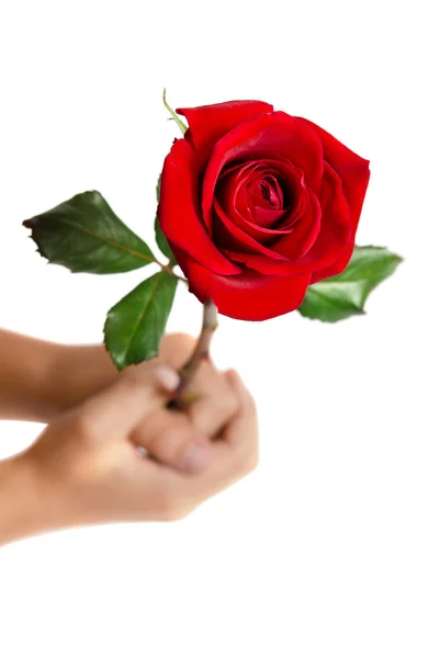 Mooie roos in de hand geïsoleerd op witte achtergrond — Stockfoto