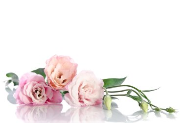 güzel eustoma çiçeklerle yaprakları ve beyaz adam tomurcukları
