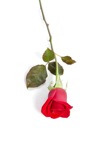 Bella rosa rossa isolata su sfondo bianco — Foto Stock