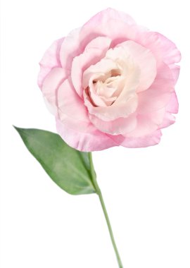 güzel eustoma çiçek