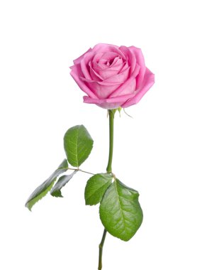 Beyaz bir arka plan üzerinde güzel tek pembe gül. Dikey varsaymak