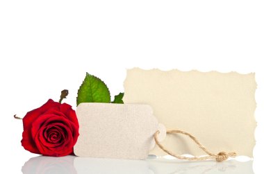 metniniz için boş etiketi ile beyaz zemin üzerine kırmızı gül