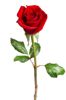 Beyaz arkaplanda izole edilmiş güzel kırmızı gül