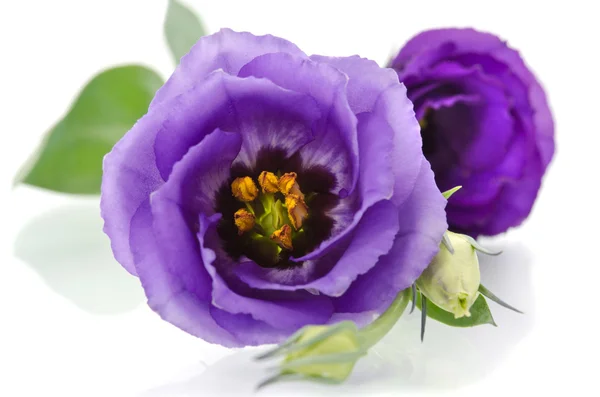 Hermosa flor de Eustoma sobre fondo blanco . — Foto de Stock