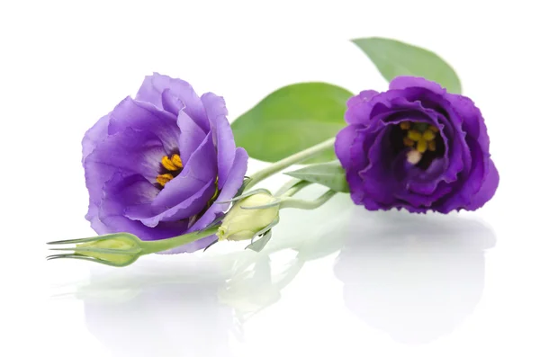 Beautiful eustoma flowers with leafs and buds on white backgroun — Stock Photo, Image