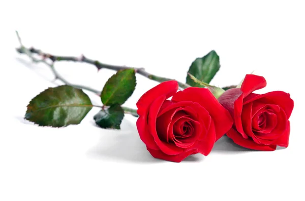 Duas belas rosas vermelhas isoladas no fundo branco — Fotografia de Stock