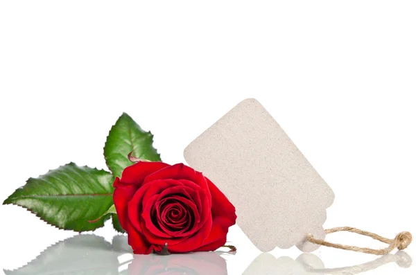 Red rose with empty tag for your text on white background — Stock Photo, Image