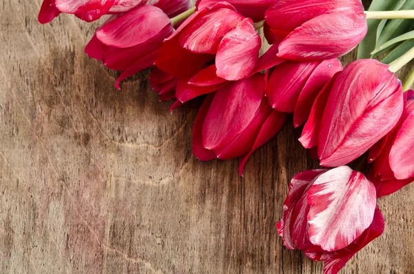 Canto para foto de tulipas frescas — Fotografia de Stock