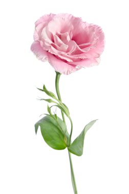 güzel eustoma çiçek