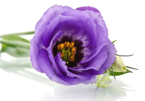 흰색 바탕에 아름 다운 eustoma 꽃. — 스톡 사진