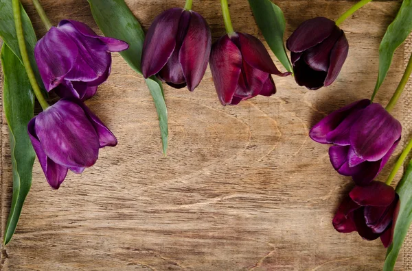 Rahmen für Foto aus frischen Tulpen — Stockfoto