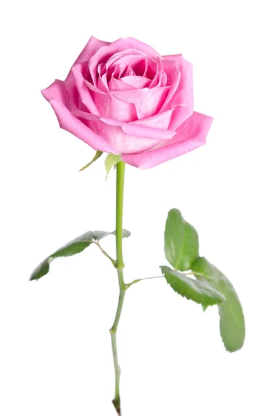美丽一个粉红色的玫瑰在白色背景上。垂直假定 — 图库照片