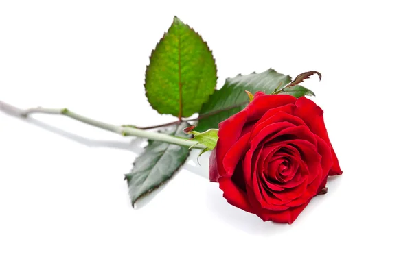 Beautiful single red rose lying down on a white background — Stock Photo, Image