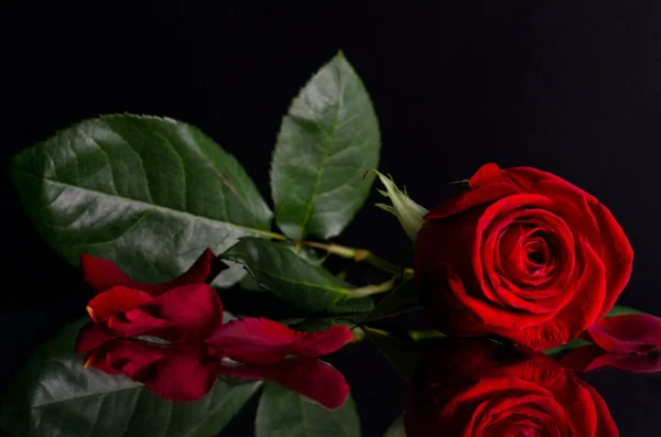 Красивая красная роза на черном фоне. — стоковое фото