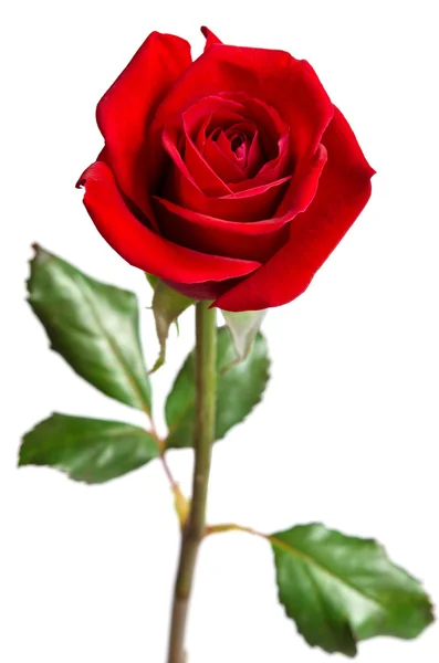 Mawar merah yang indah terisolasi pada latar belakang putih — Stok Foto