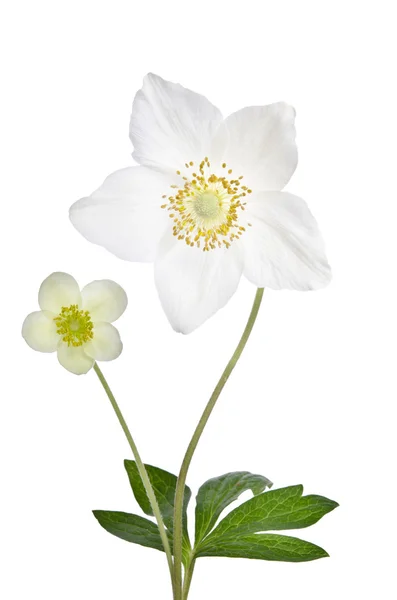 Two beautiful delicate flowers isolated on white background — Stock Photo, Image