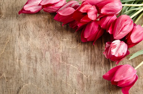 Угол для фото из свежих тюльпанов — стоковое фото