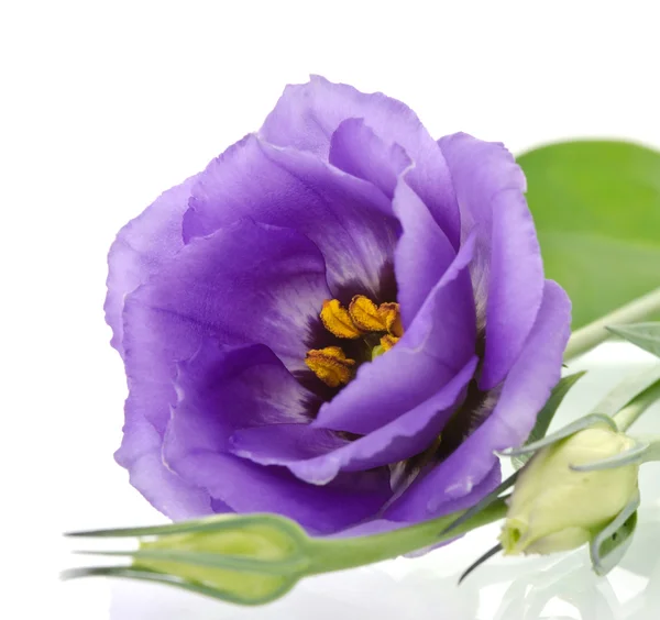 Beautiful eustoma flowers with leafs and buds on white backgroun — Stock Photo, Image