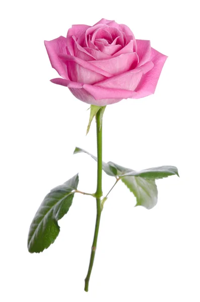 Beautiful single pink rose on a white background. vertical posit — Stock Photo, Image