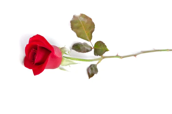 Piękne czerwone róże izolowane na białym tle — Zdjęcie stockowe