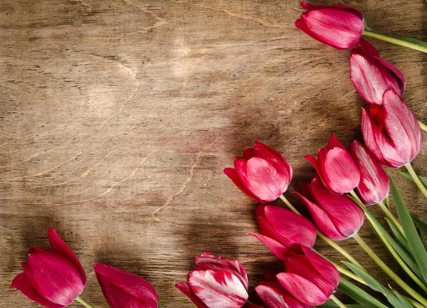 Corner for photo from fresh tulips — Stock Photo, Image