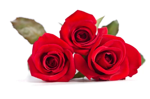 Piękne trzy czerwone róże na białym tle — Zdjęcie stockowe