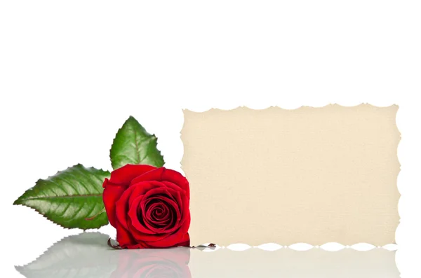 Rote Rose und leere Geschenkkarte für Text auf weißem Hintergrund — Stockfoto