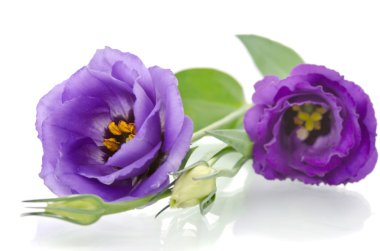 güzel eustoma çiçeklerle yaprakları ve beyaz adam tomurcukları