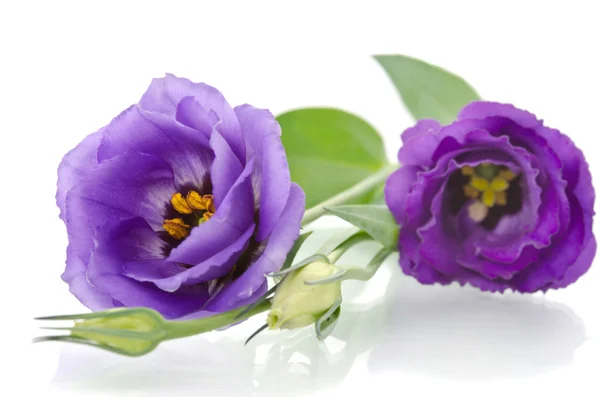 Beautiful eustoma flowers with leafs and buds on white backgroun — Stock Photo, Image
