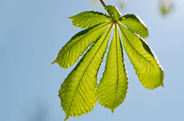 The chestnut leaf against the sky — Stock Photo, Image