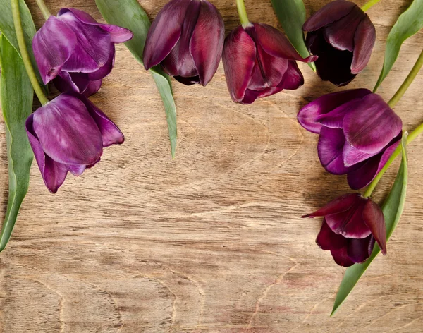 Rahmen für Foto aus frischen Tulpen. — Stockfoto