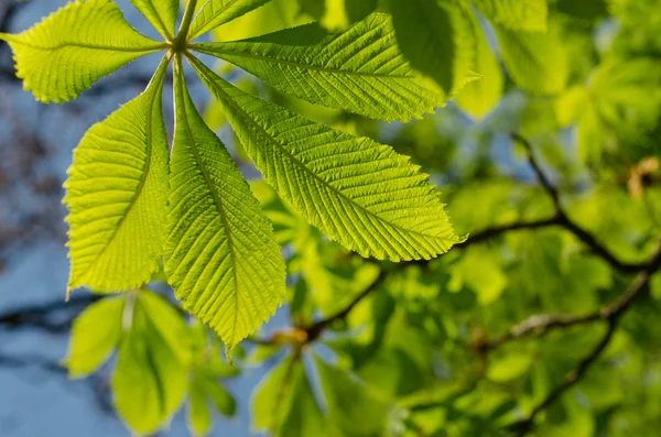 The leaves of the chestnut forest backdrop — Stock Photo, Image