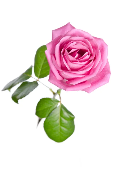 美丽一个粉红色的玫瑰在白色背景上。顶视图 — 图库照片