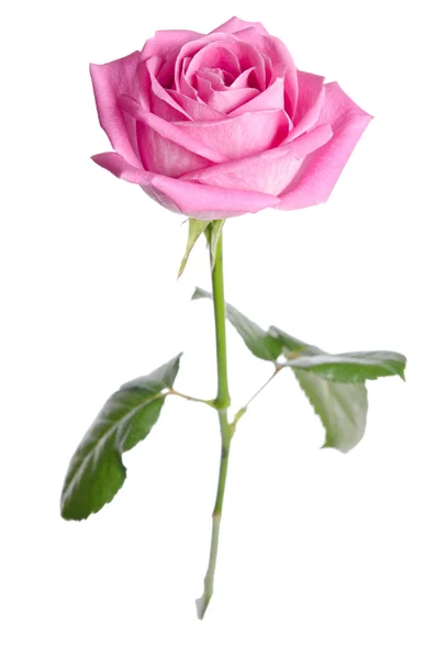 Beautiful single pink rose on a white background. vertical posit — Stock Photo, Image